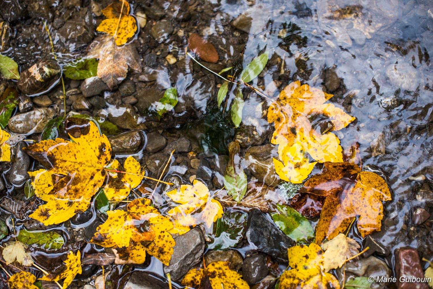 feuilles d'automne dans l'eau